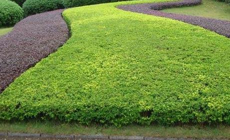 一月對樹木的綠化養(yǎng)護(hù)工作，要注意這4點(diǎn)！